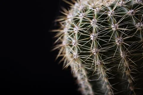 Cactus close-up on a black background Stock Photos