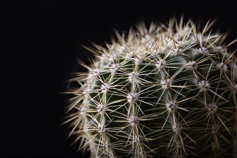 Cactus close-up on a black background Stock Photos