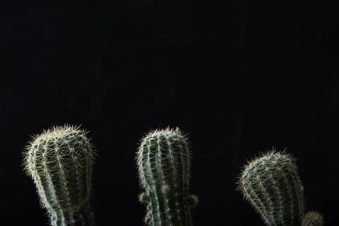 Cactus close-up on a black background Foto stock