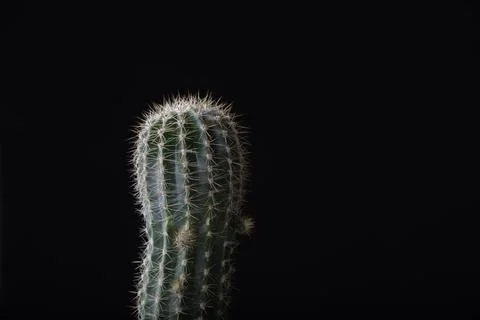 Cactus close-up on a black background Stock Photos