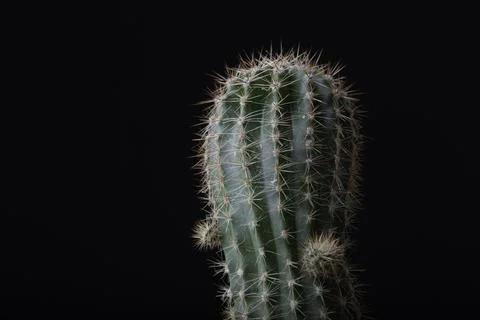 Cactus close-up on a black background Stock-Fotos
