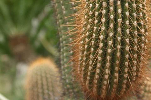 Cactus Close Up with Cacti Background Stock Photos