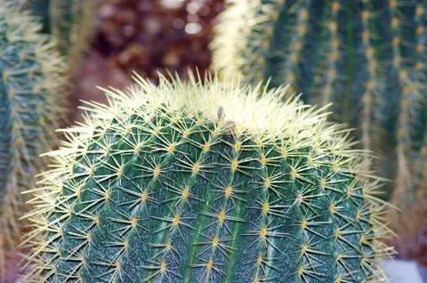 Cactus close-up on the desert background Stock Photos