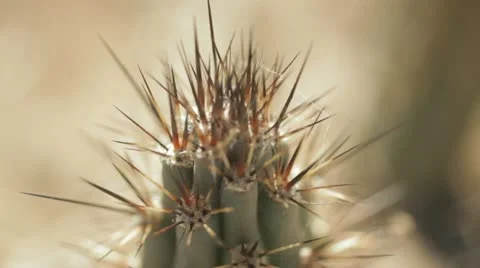 Cactus close up in desert 库存影片 11000413