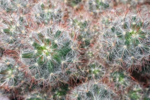 Cactus close up on the entire frame as a background Stock-Fotos