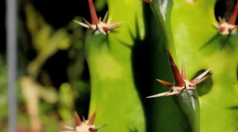 Cactus Up Close Stock Footage 8986234