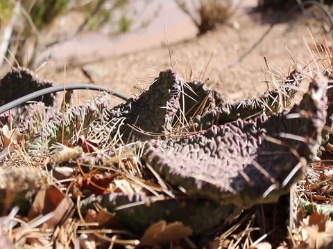 Cactus close up Stock Footage 80933284