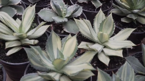 Cactus close up Stock Footage 103241989