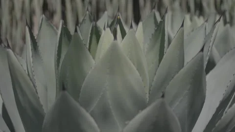 Cactus close up Stock Footage 288277413