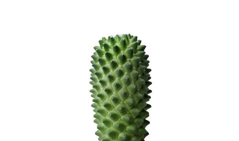 Cactus close-up.Isolate on white background. A succulent. Stock-Fotos