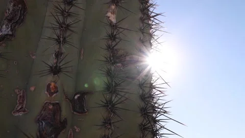 Cactus Close Up Looking Directly Into Sun 스톡 동영상 148402448