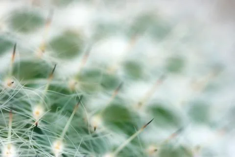 Cactus close up Stock Photos