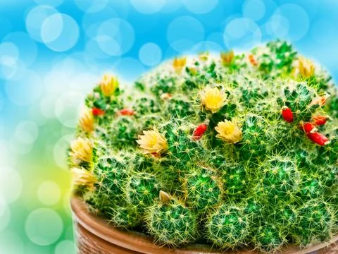 Cactus close up Stock Photos