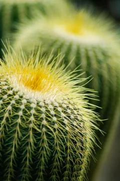 Cactus close up Stock Photos
