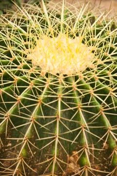 Cactus close up Stock Photos