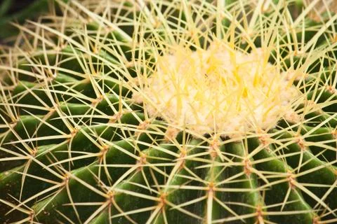Cactus close up Stock Photos