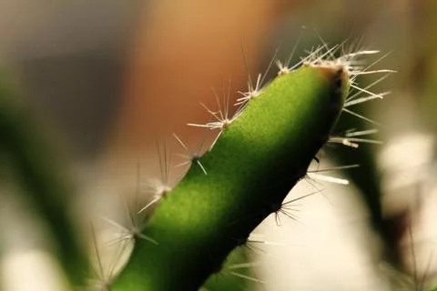Cactus - close up Stock Photos