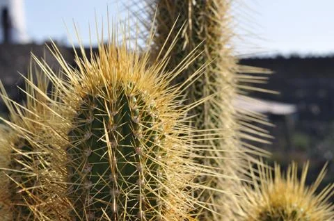 Cactus close up Stock Photos