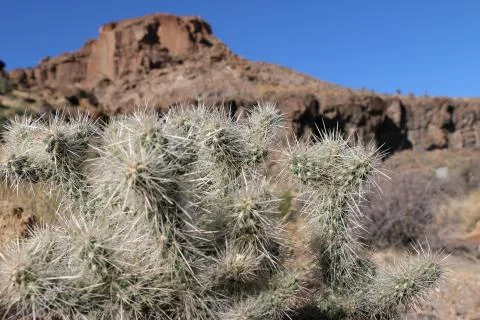 Cactus close up Stock Photos