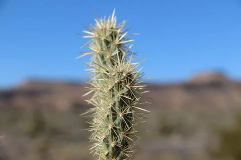 Cactus close up Stock Photos