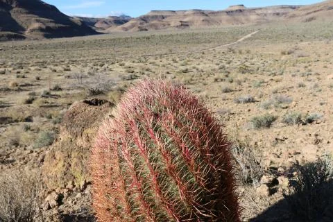 Cactus close up Stock Photos