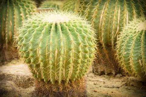 Cactus close up Stock Photos