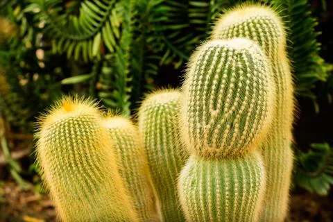 Cactus close up Stock Photos