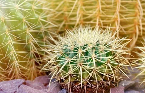 Cactus close-up Stock Photos