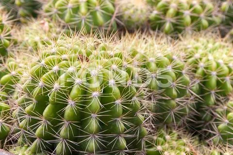 Cactus close up Stock Photos