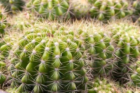 Cactus close up Foto stock