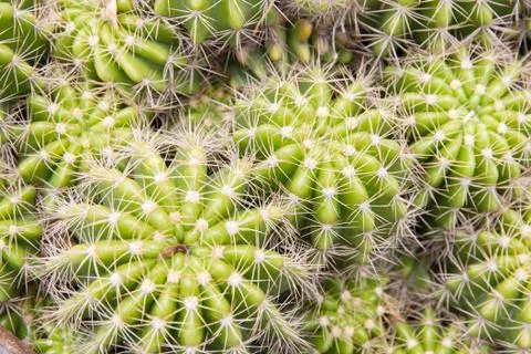 Cactus close up Foto stock