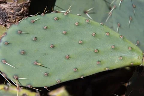 Cactus Close Up 写真素材