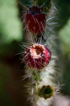Cactus Close Up Stock Photos