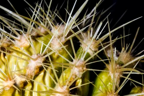 Cactus close-up Stock Photos