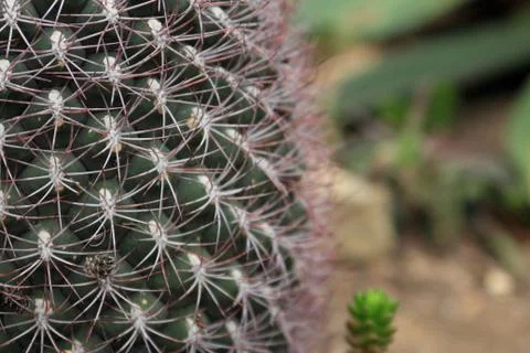 Cactus Close Up Stock Photos