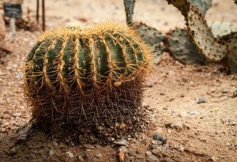 Cactus close-up Stock Photos