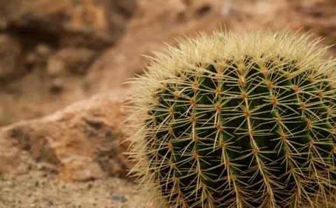 Cactus close-up Stock Photos