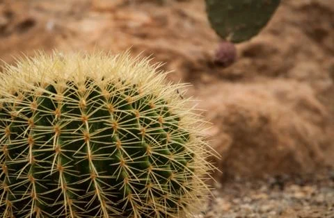 Cactus close-up Stock Photos