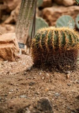 Cactus close-up Stock Photos