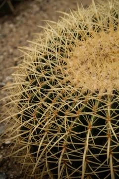 Cactus close-up Stock Photos