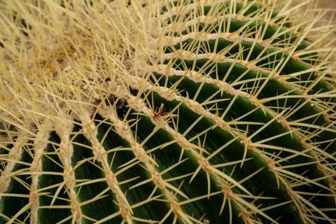 Cactus close-up Stock Photos