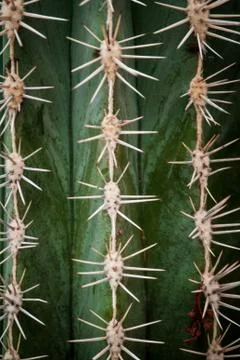 Cactus close-up Stock Photos