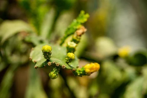 Cactus close-up Stock Photos