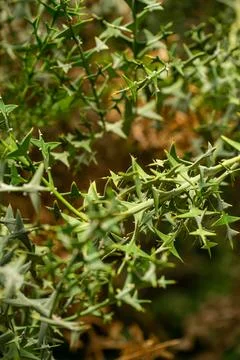 Cactus close-up Stock Photos