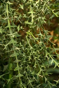 Cactus close-up Stock Photos
