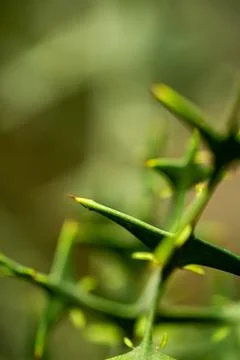Cactus close-up Stock Photos