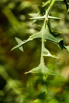 Cactus close-up Stock Photos