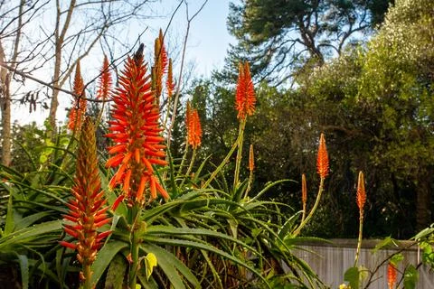 Cactus close-up 스톡 사진