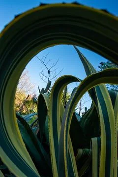 Cactus close-up 스톡 사진