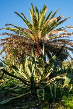 Cactus close-up 库存照片